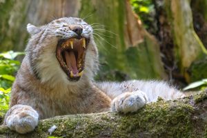 Fauler Luchs