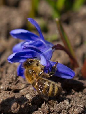 Hallo, Krokus!