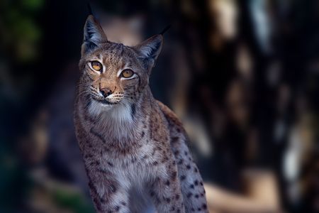 Luchs