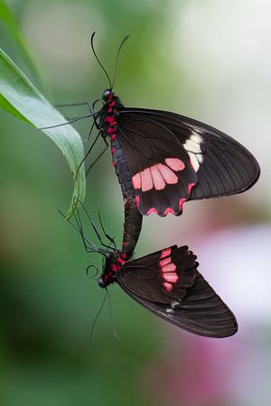 Gemeiner Parides